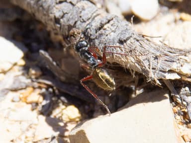 Camponotus suffusus photo 93