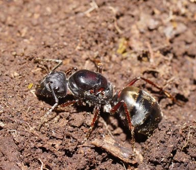Camponotus suffusus — queen photo 94