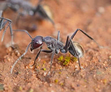 Camponotus suffusus photo 96