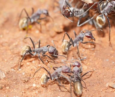 Camponotus suffusus photo 97