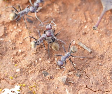 Camponotus suffusus photo 98