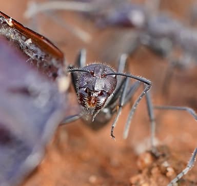 Camponotus suffusus photo 99
