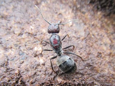Camponotus suffusus — queen photo 100