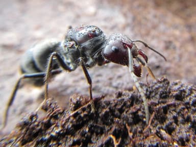 Camponotus suffusus — queen photo 102