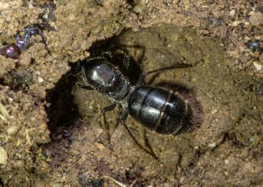 Camponotus suffusus — queen photo 105