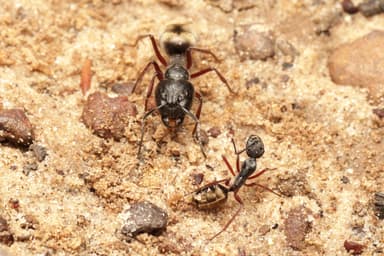 Camponotus suffusus photo 107
