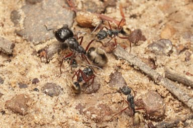 Camponotus suffusus photo 109