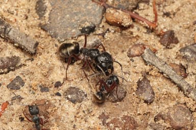 Camponotus suffusus photo 110