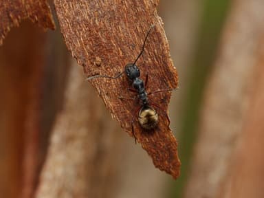Camponotus suffusus photo 111