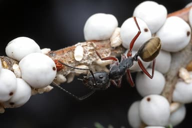 Camponotus suffusus photo 1