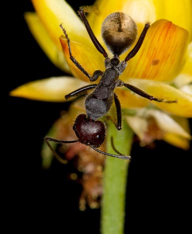 Camponotus suffusus photo 4