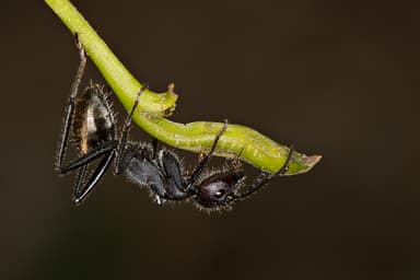 Camponotus suffusus photo 5