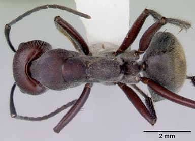 Camponotus suffusus — queen photo 8
