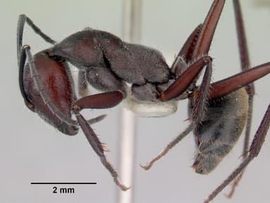 Camponotus suffusus — queen photo 9