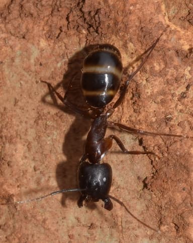 Camponotus sylvaticus photo 1