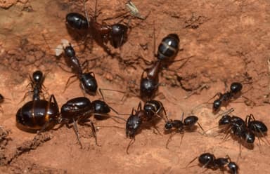 Camponotus sylvaticus photo 3