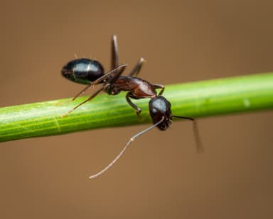 Camponotus sylvaticus photo 6