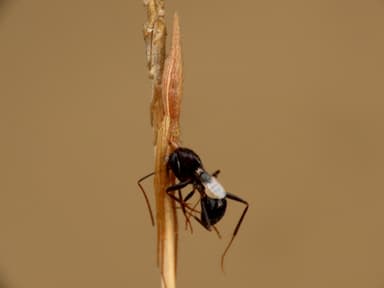 Camponotus sylvaticus photo 7