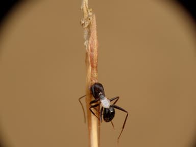Camponotus sylvaticus photo 8