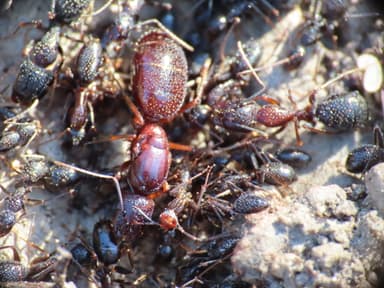 Camponotus sylvaticus photo 9