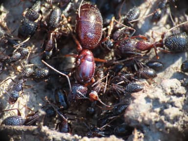 Camponotus sylvaticus photo 10