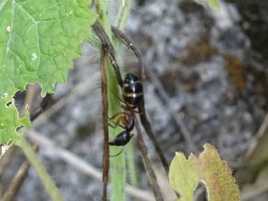 Camponotus sylvaticus photo 12