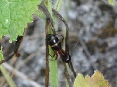Camponotus sylvaticus photo 13