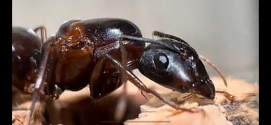 Camponotus sylvaticus photo 14
