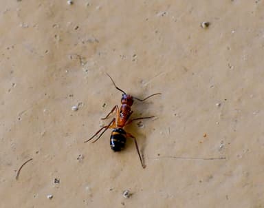 Camponotus tortuganus photo 20