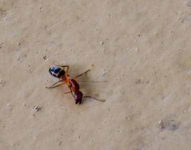 Camponotus tortuganus photo 21