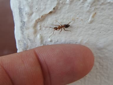 Camponotus tortuganus photo 22