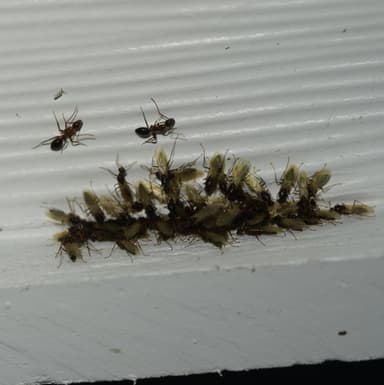 Camponotus tortuganus photo 23