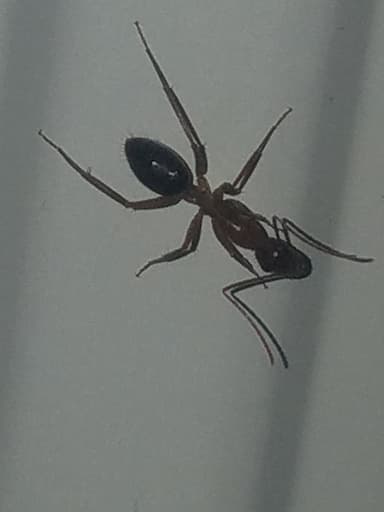 Camponotus tortuganus photo 24