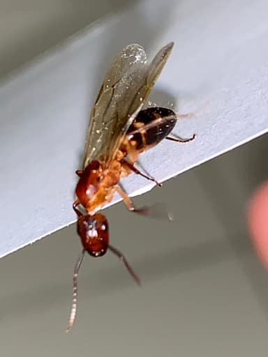 Camponotus tortuganus photo 31