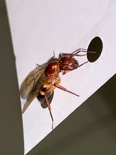 Camponotus tortuganus photo 33