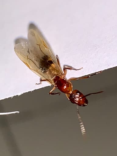 Camponotus tortuganus photo 34