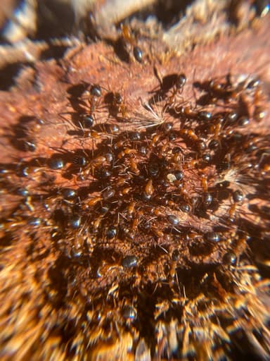 Camponotus tortuganus photo 36