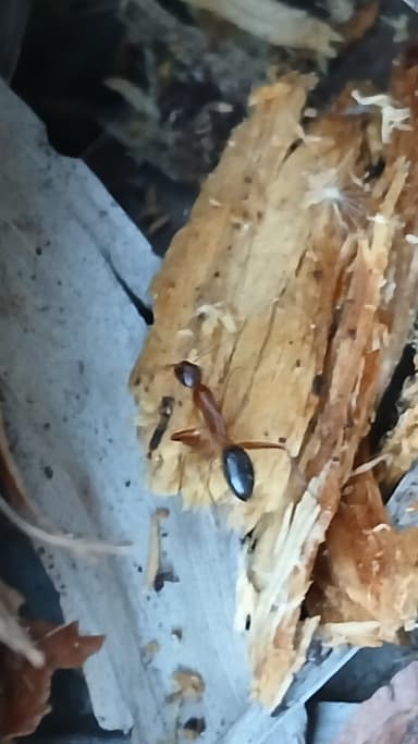 Camponotus tortuganus photo 38