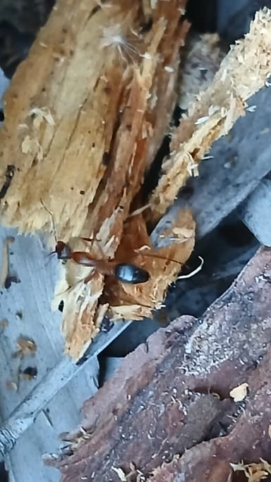 Camponotus tortuganus photo 39