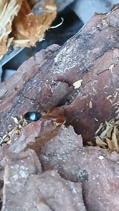 Camponotus tortuganus photo 40
