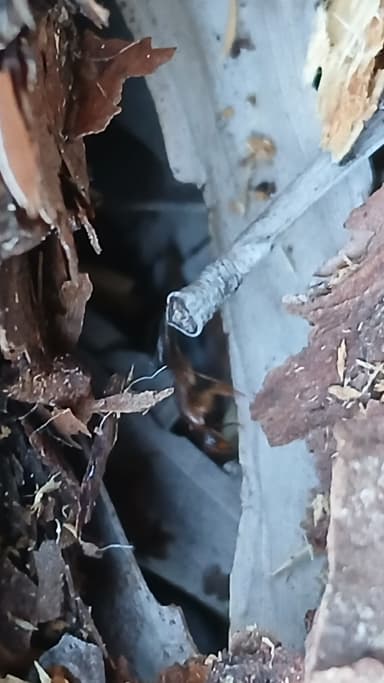 Camponotus tortuganus photo 41