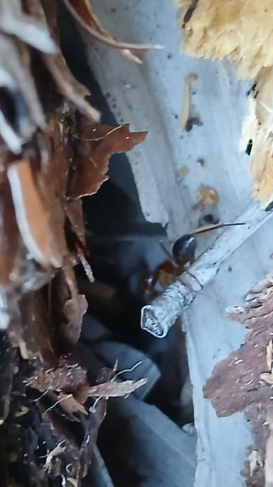 Camponotus tortuganus photo 42