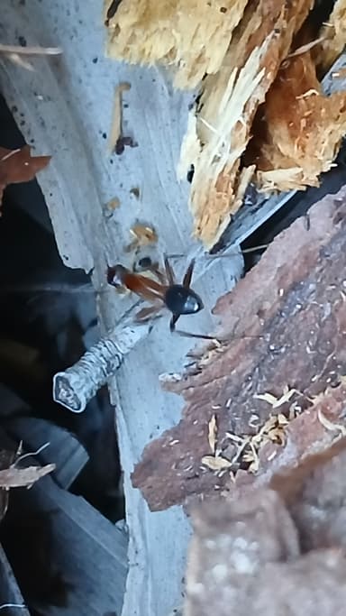 Camponotus tortuganus photo 43