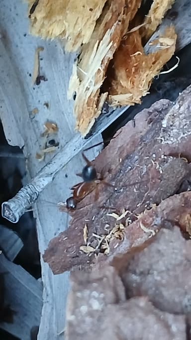 Camponotus tortuganus photo 44