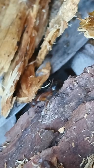 Camponotus tortuganus photo 45