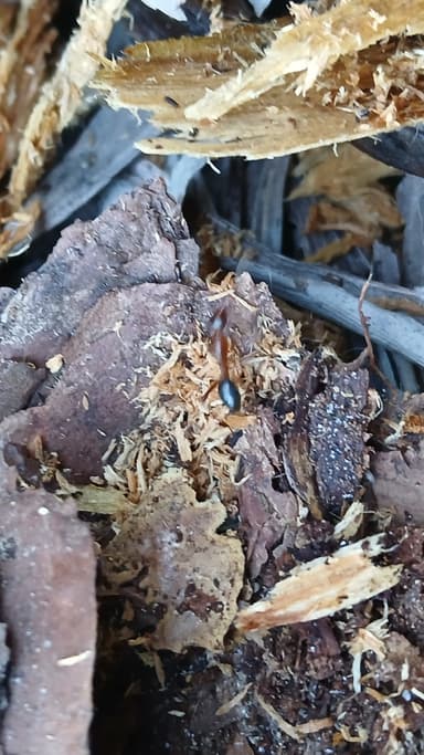 Camponotus tortuganus photo 46