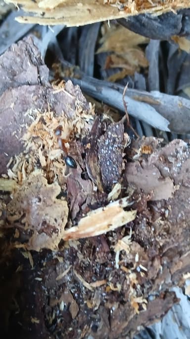 Camponotus tortuganus photo 47