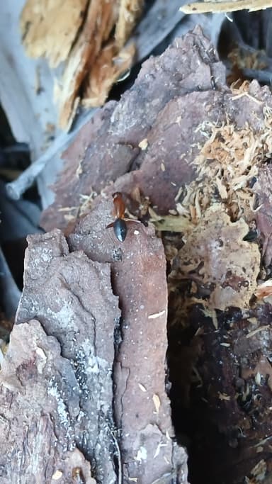 Camponotus tortuganus photo 48