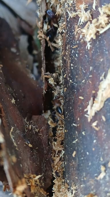 Camponotus tortuganus photo 49