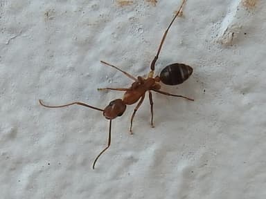 Camponotus tortuganus photo 50